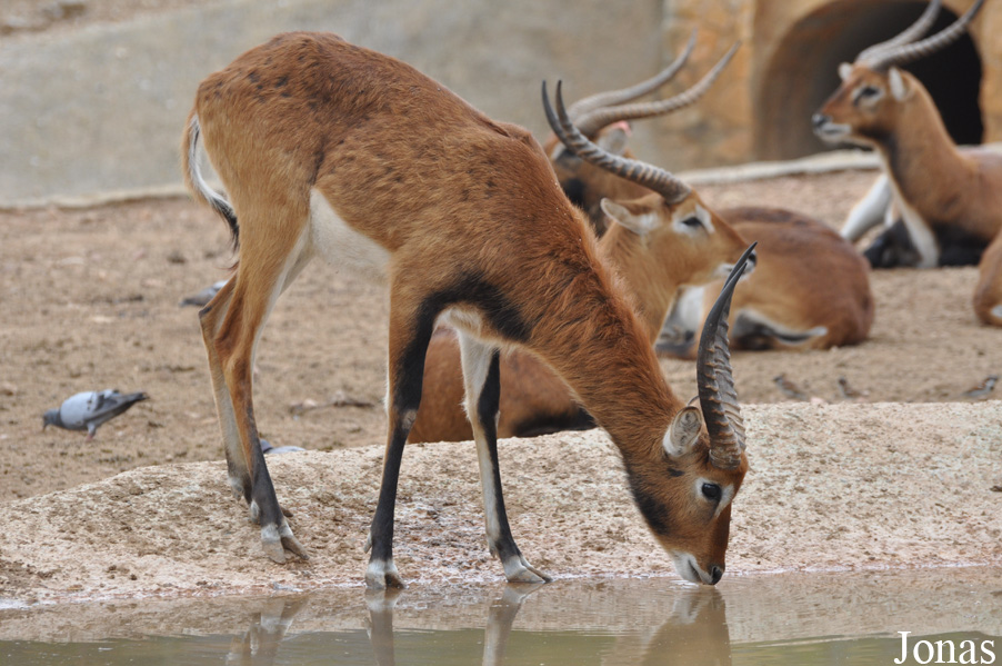 Kobus leche smithemani / Aqualeon