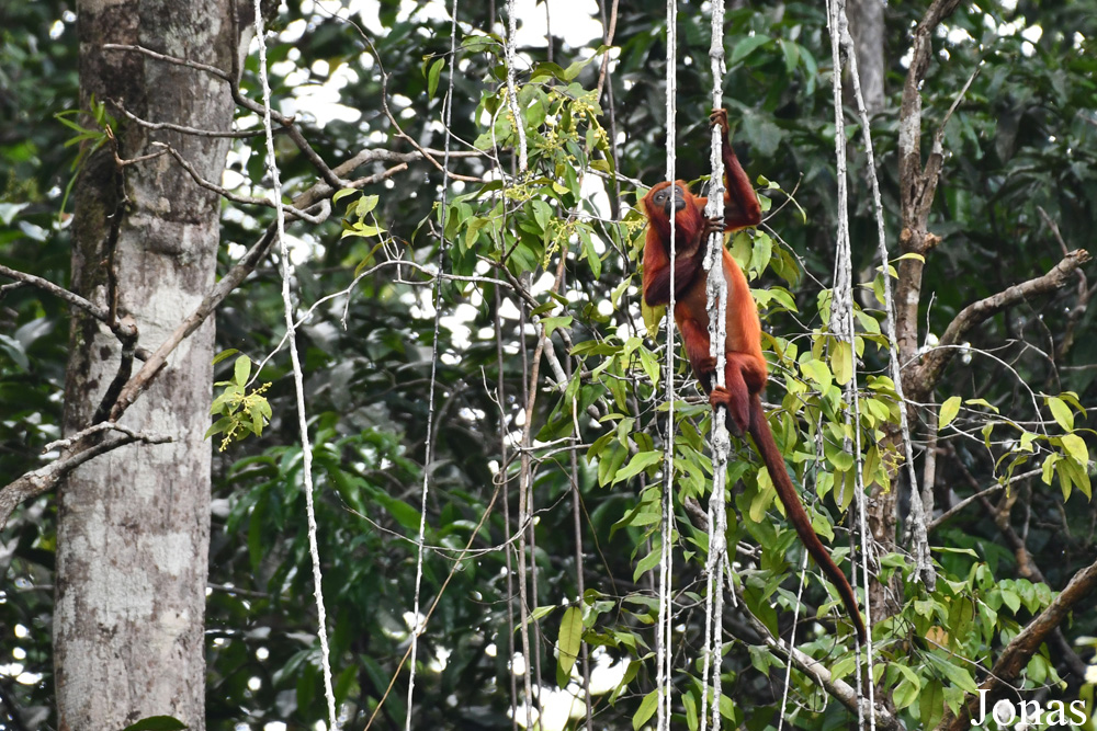 Alouatta macconnelli / Lac de Petit Saut