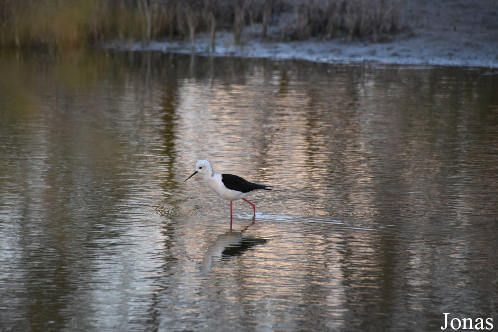 Himantopus himantopus / Laguna de Fuente de Piedra / Visualiser dans la Galerie animalière