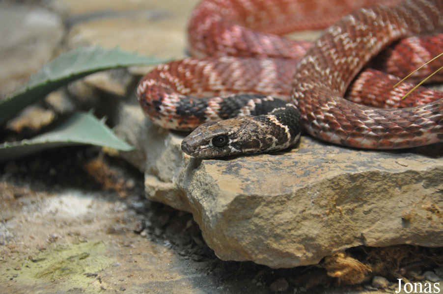 Masticophis flagellum piceus