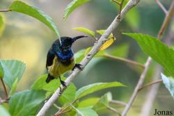 Cinnyris sovimanga sovimanga