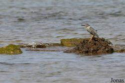 Butorides striata rutenbergi
