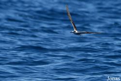 Onychoprion anaethetus antarcticus