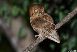 Otus rutilus