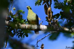 Treron australis xenius