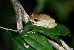 Parc National de Lokobe