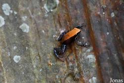 Parc National de Lokobe