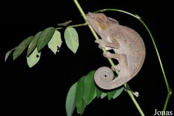 Parc National de Lokobe