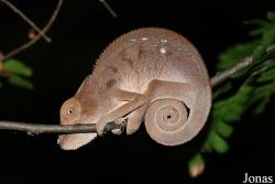 Parc National de Lokobe