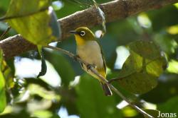 Zosterops maderaspatanus maderaspatanus