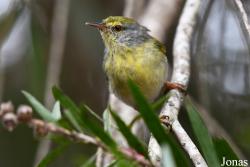 Neomixis striatigula striatigula