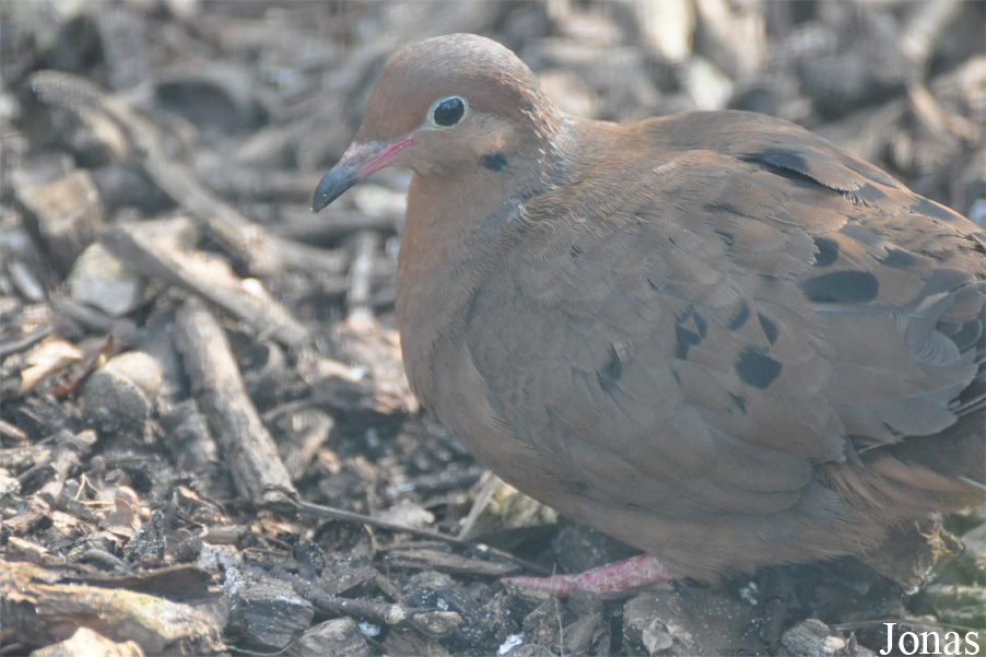 Zoologischer Garten Magdeburg