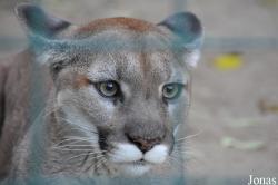 Puma concolor missoulensis