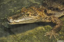 Caiman crocodilus crocodilus