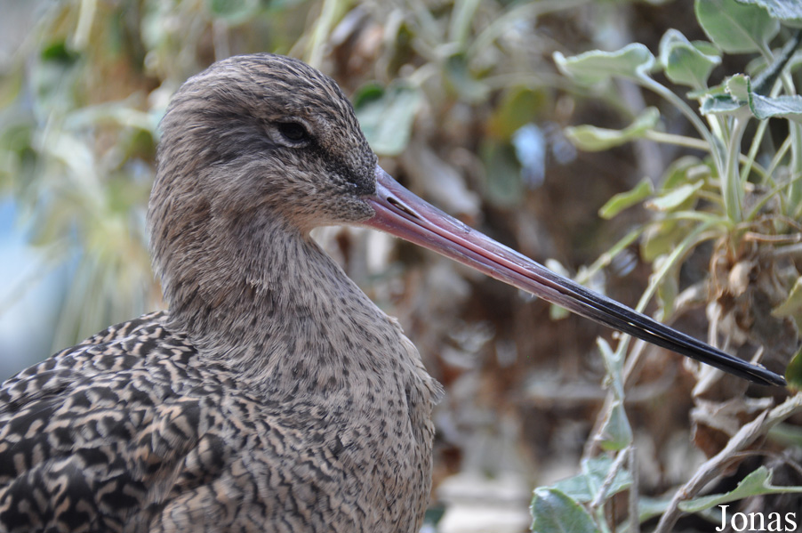 Monterey Bay Aquarium