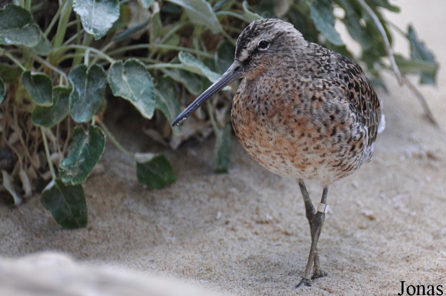 Monterey Bay Aquarium