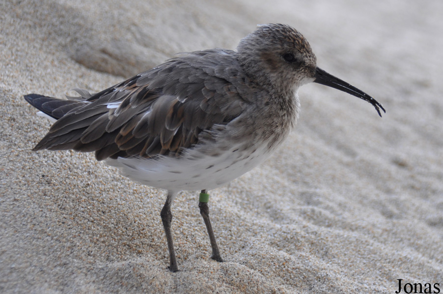 Monterey Bay Aquarium
