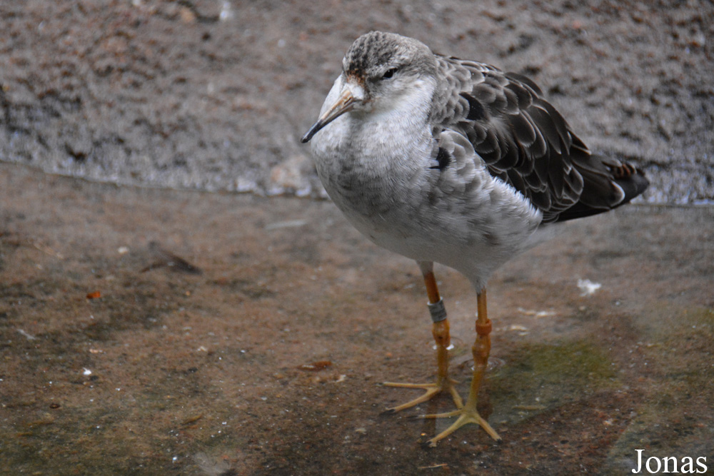 Korkeasaaren Eläintarha