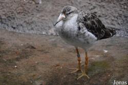 Korkeasaaren Eläintarha