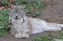 Lynx lynx wrangeli