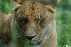 Panthera leo x tigris
