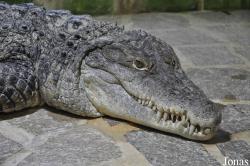 Crocodylus acutus