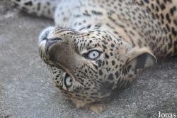 Panthera pardus delacouri