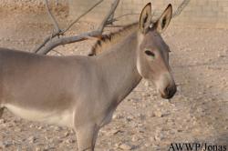 Al Wabra Wildlife Preservation