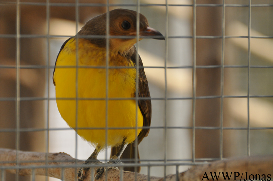 Al Wabra Wildlife Preservation