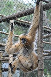 Endangered Primate Rescue Center (EPRC)