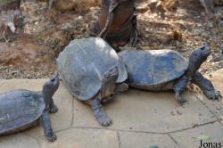 Cuc Phuong Turtle Conservation Center (TCC)