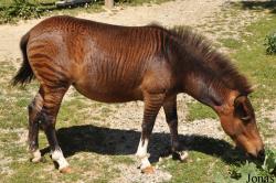 Equus caballus x quagga