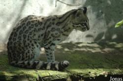Leopardus tigrinus