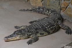 Crocodylus intermedius x niloticus
