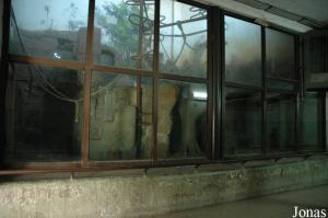Loge des orangs-outans dans le bâtiment des anthropoïdes