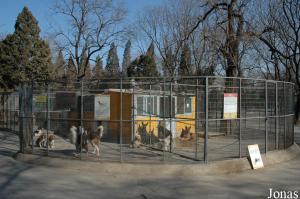 Cages diverses pour plus de 40 races de chiens domestiques