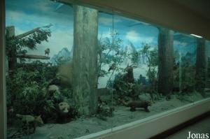 Diorama dans le musée