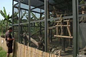 Cage pour deux macaques recueillis au centre