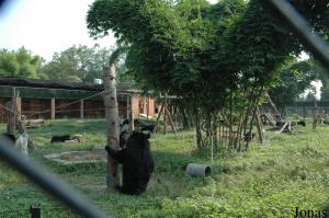 Un des enclos pour accueillir les ours recueillis au centre