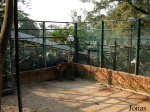 Enclos du cerf sika
