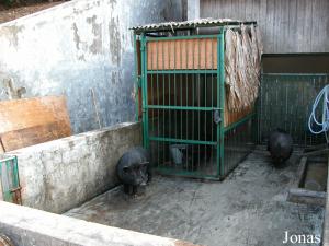 Enclos des cochons domestiques noirs