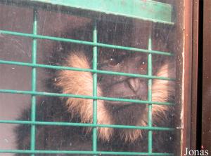 Gibbon à joues pâles