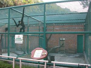 Cage du gibbon à joues pâles