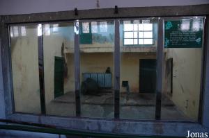 Une des cages intérieures des babouins anubis