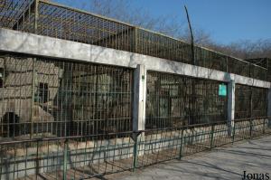 Cages des panthères