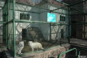 Cage des renards polaires