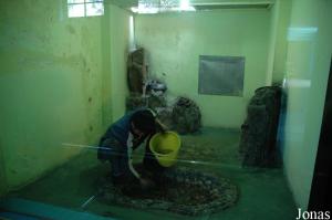 Terrarium des cobras d'Asie centrale