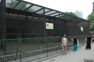 Cages des fauves