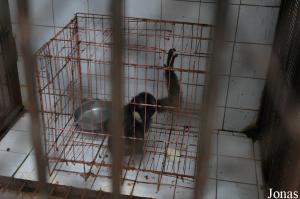 Cage du jeune gibbon à favoris