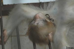 Jeune macaque rhésus